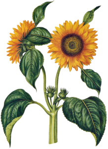 Image of a sunflower